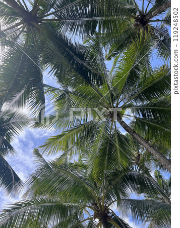 Top of the palms. Beautiful view. Philippines Top of the palms. Beautiful view. Philippines 119248502