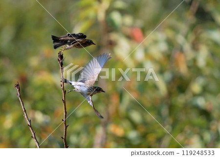 A Siberian flycatcher taking off from a tree A Siberian flycatcher taking off from a tree 119248533