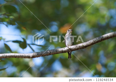 Ezobita perching on a tree Ezobita perching on a tree 119248534