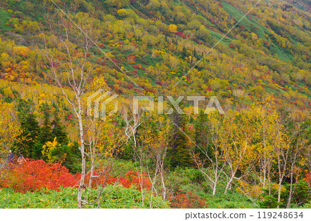 Autumn tsugaike nature park 119248634