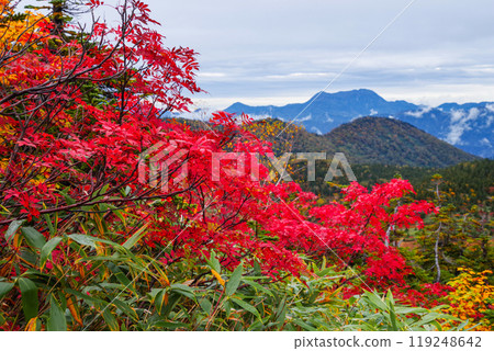 秋天tsugaike自然公園 秋天tsugaike自然公園 119248642