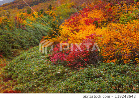 Autumn tsugaike nature park 119248648