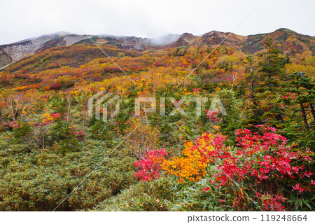 Autumn tsugaike nature park 119248664