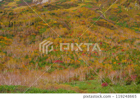 Autumn tsugaike nature park 119248665