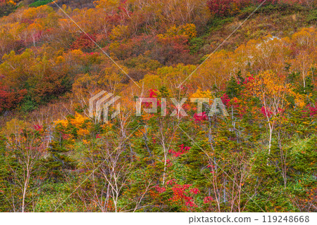 Autumn tsugaike nature park 119248668