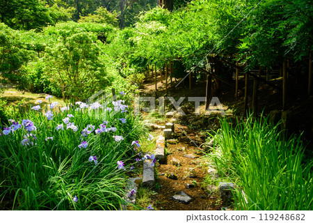 溪邊盛開的鳶尾花 溪邊盛開的鳶尾花 119248682