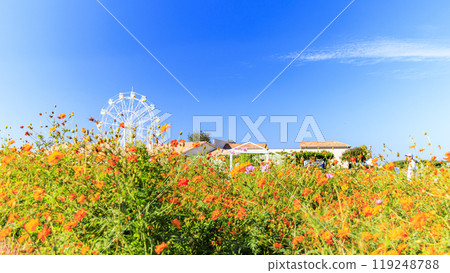 Cosmos at Soleil Hill in Yokosuka, Kanagawa Prefecture 119248788