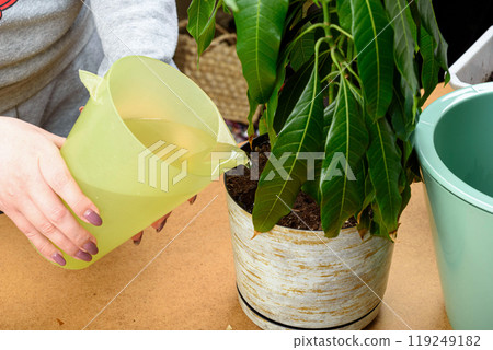 Moistening the soil in the plant pot before replanting. 119249182
