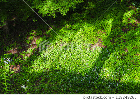 Sunbeams and plants 119249263