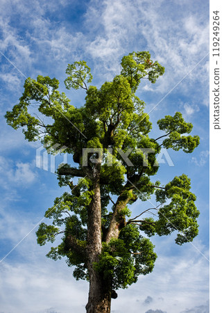 藍天和大樹 藍天和大樹 119249264