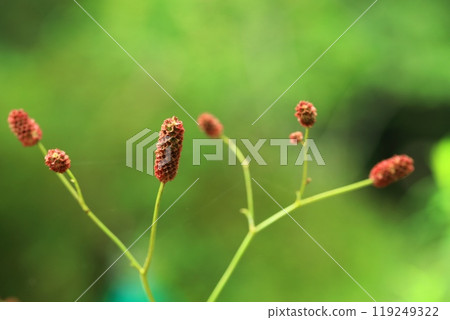 Akari Akari 119249322