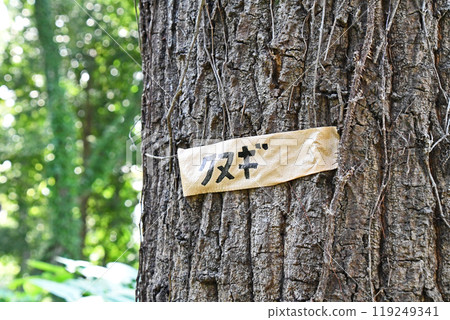 灌木叢中的鋸齒橡樹 119249341