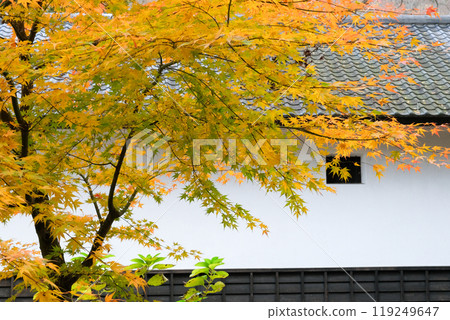 Leaves and white fence 119249647