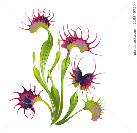 Venus flytrap 119249739
