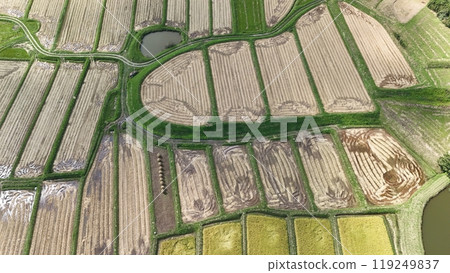 Autumn rice terrace scenery aerial view 119249837