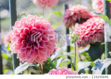 Dahlia Dahlia 119249846