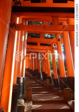 Senbon Torii of Fushimi Inari Taisha Shrine 119250003