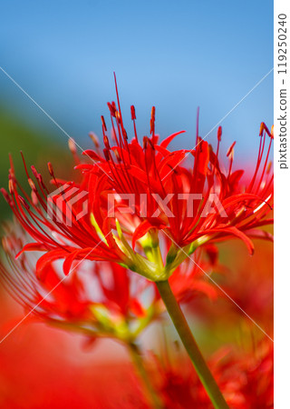 The arrival of autumn: clusters of red spider lilies The arrival of autumn: clusters of red spider lilies 119250240