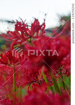 The arrival of autumn: clusters of red spider lilies 119250242