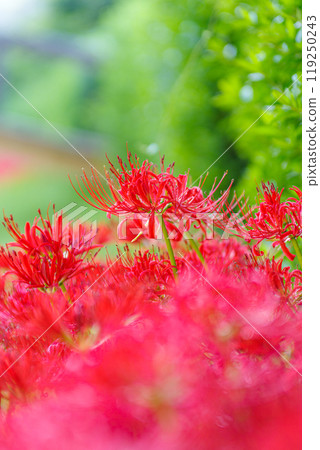 The arrival of autumn: clusters of red spider lilies The arrival of autumn: clusters of red spider lilies 119250243