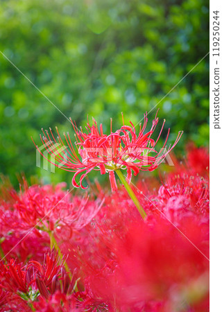 The arrival of autumn: clusters of red spider lilies The arrival of autumn: clusters of red spider lilies 119250244