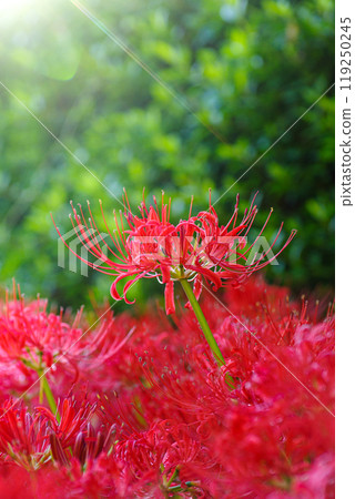 The arrival of autumn: clusters of red spider lilies The arrival of autumn: clusters of red spider lilies 119250245