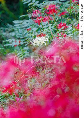 Carpet of red pine 119250336