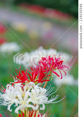 Carpet of red pine Carpet of red pine 119250348