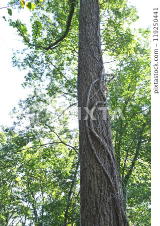 灌木叢中的鋸齒橡樹 灌木叢中的鋸齒橡樹 119250441