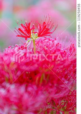 群集孤挺花 119250456