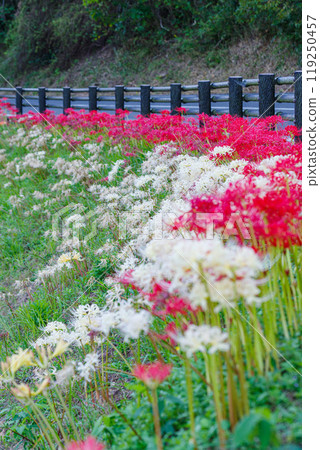 Cluster of cluster amaryllis 119250457