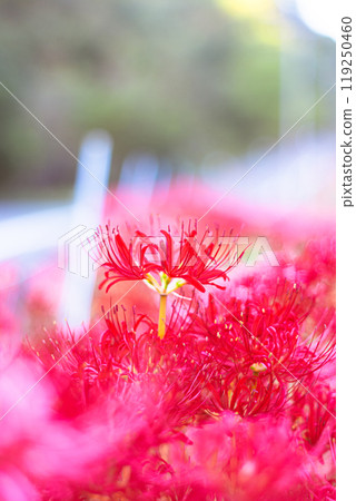 群集孤挺花 119250460