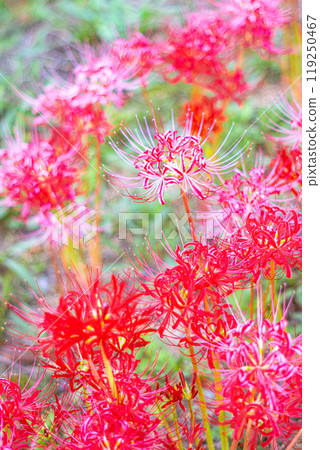 Cluster of cluster amaryllis 119250467