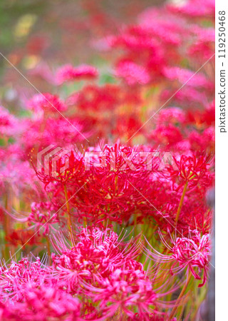 Cluster of cluster amaryllis 119250468