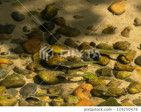 清流魚 119250478