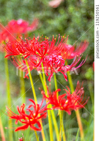 Spider lilies red Spider lilies red 119250561