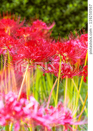 Spider lilies red Spider lilies red 119250567