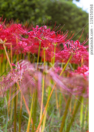 Spider lilies red 119250568