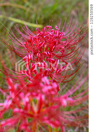Spider lilies red 119250569