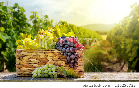 A basket filled with various types of grapes in front of a sunny vineyard 119250722