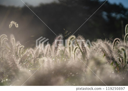 [Plant material] Shiba in the morning sun [Shizuoka Prefecture] 119250897