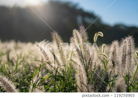[Plant material] Shiba in the morning sun [Shizuoka Prefecture] 119250903