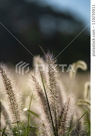 [Plant material] Shiba in the morning sun [Shizuoka Prefecture] 119250911