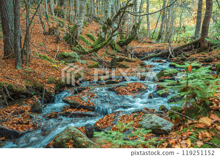 River in the autumn forest in the Rila mountains near Bachevo, Bulgaria River in the autumn forest in the Rila mountains near Bachevo, Bulgaria 119251152
