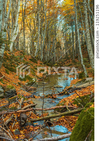 River in the autumn forest in the Rila mountains near Bachevo, Bulgaria River in the autumn forest in the Rila mountains near Bachevo, Bulgaria 119251196