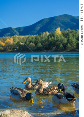 Ducks on the lake in the autumn season, Bansko, Bulgaria 119251201