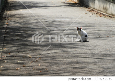 Stray cat 119252050