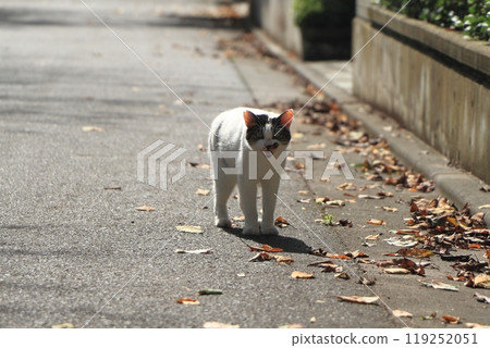 Stray cat 119252051