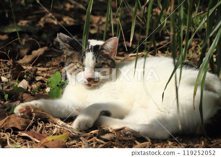 Stray cat 119252052