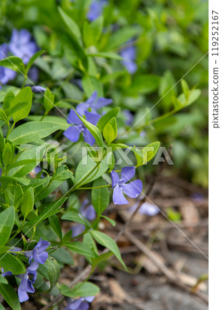 Periwinkle flower. Garden plant. Periwinkle flower. Garden plant. 119252167